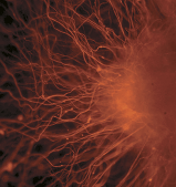 Image from Wikipedia. Click fo source.