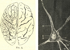 PhrenologicalMagazineNeuroanatomy