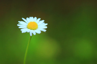 CC Licensed Image by Flickr user DAVID MELCHOR DIAZ. Click for source.