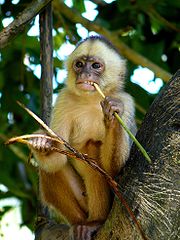 180px-cebus_albifrons_edit